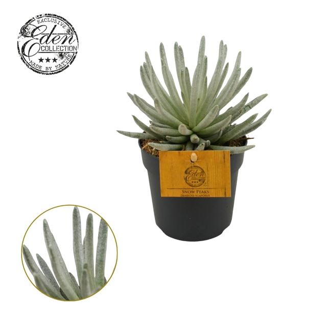 Picture of Senecio scaposus