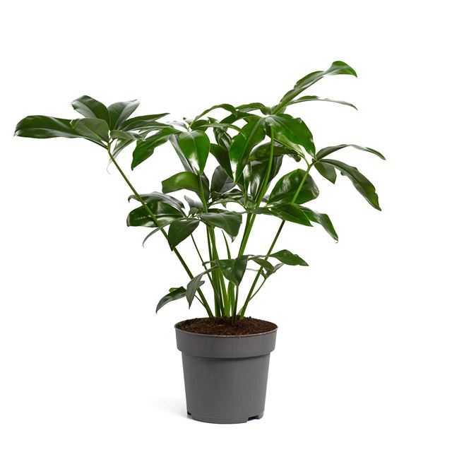 Picture of PHILODENDRON FUN BUN