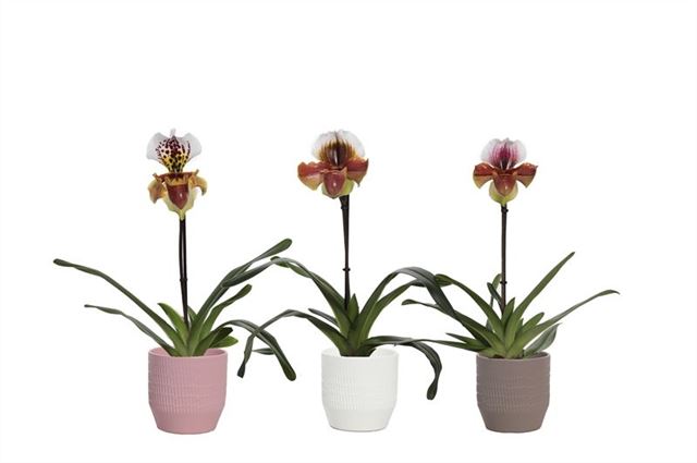 Picture of PAPHIOPEDILUM 01-FL MIX IN CERAMIC