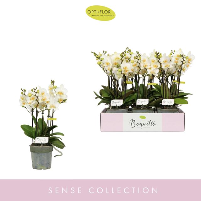 Picture of PHALAENOPSIS 03/05-STEM BOQUETTO BEAUTY
