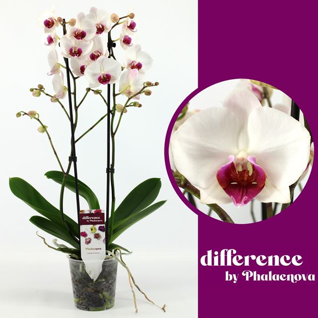 Picture of PHALAENOPSIS 02-STEM RED LIP