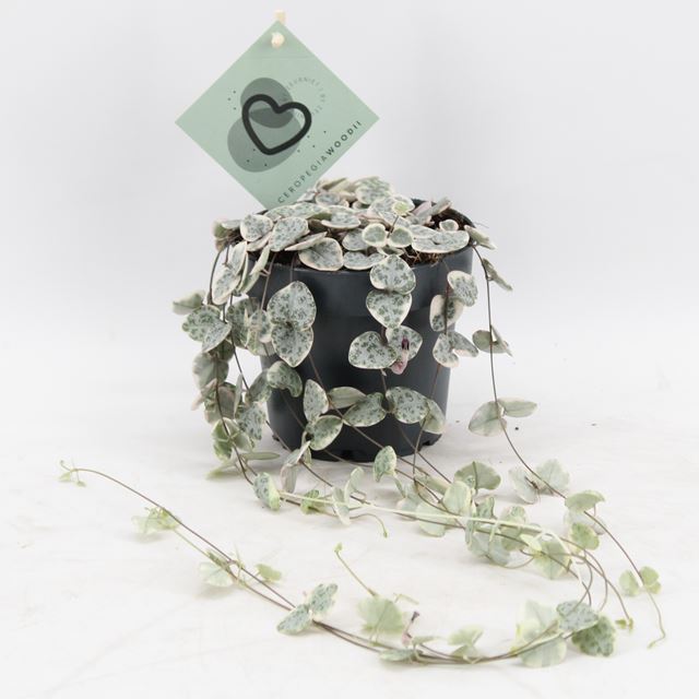 Picture of CEROPEGIA WOODII VARIEGATA