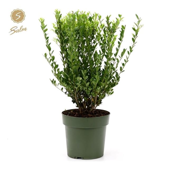 Picture of Ilex crenata bush