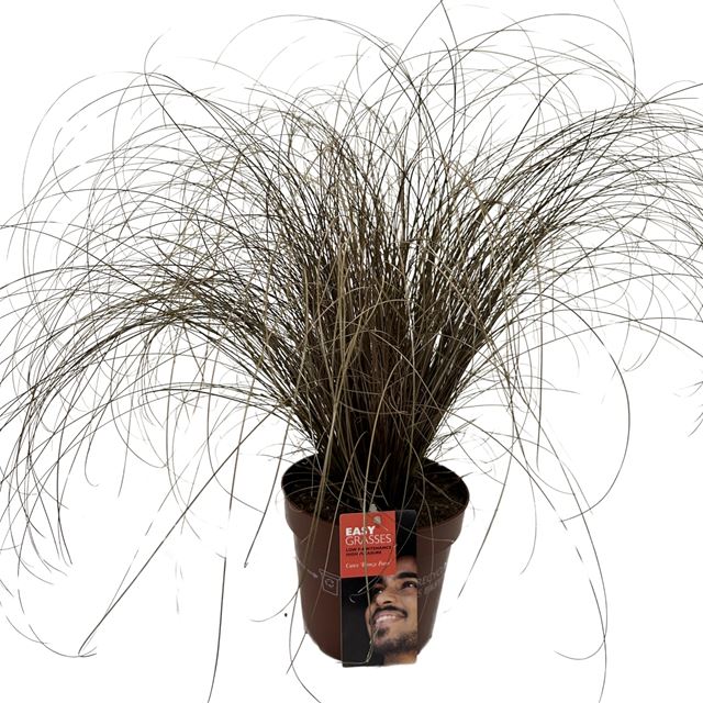 Picture of Carex comans bronze form