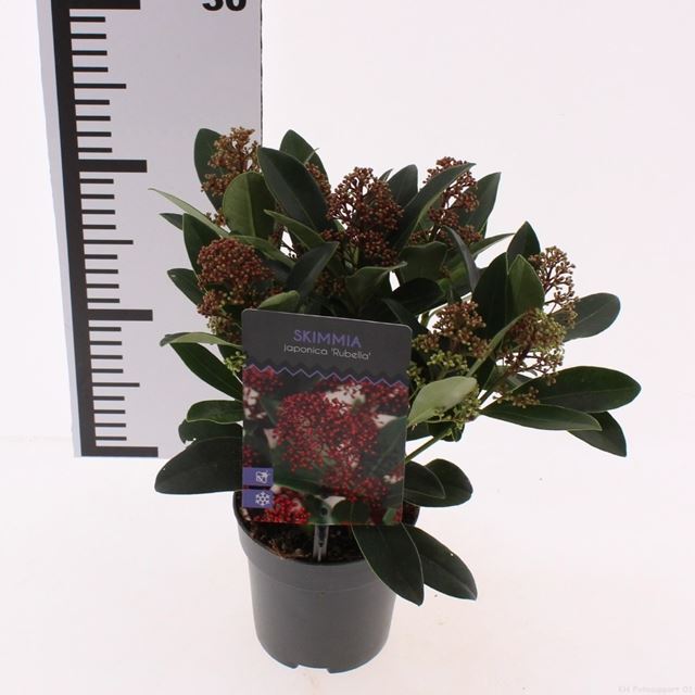 Picture of Skimmia japonica rubella 05+fl