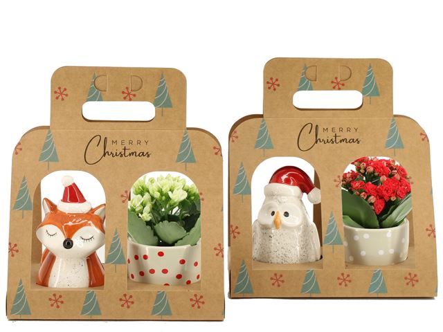 Picture of XMAS GIFTBOX KALANCHOE + DECO