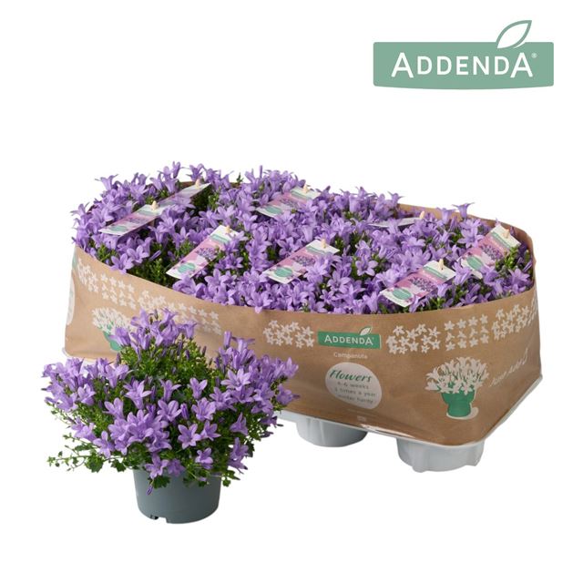 Picture of Campanula ambella lavender