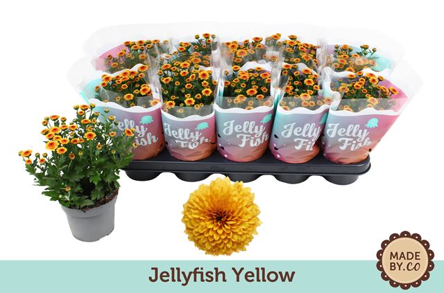 Picture of Chrysanthemum jellyfish yellow