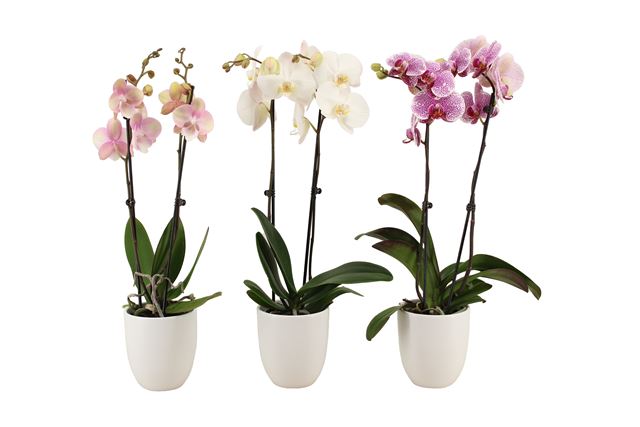 Picture of PHALAENOPSIS 02-STEM MIX IN CERAMIC