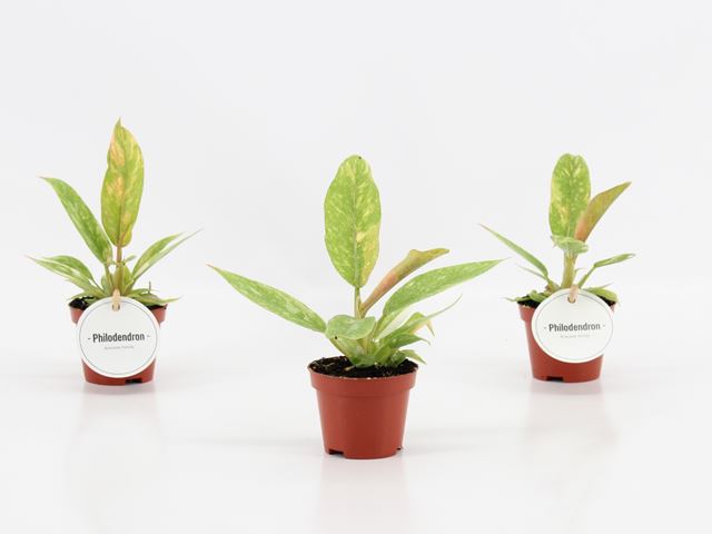 Picture of PHILODENDRON RING OF FIRE