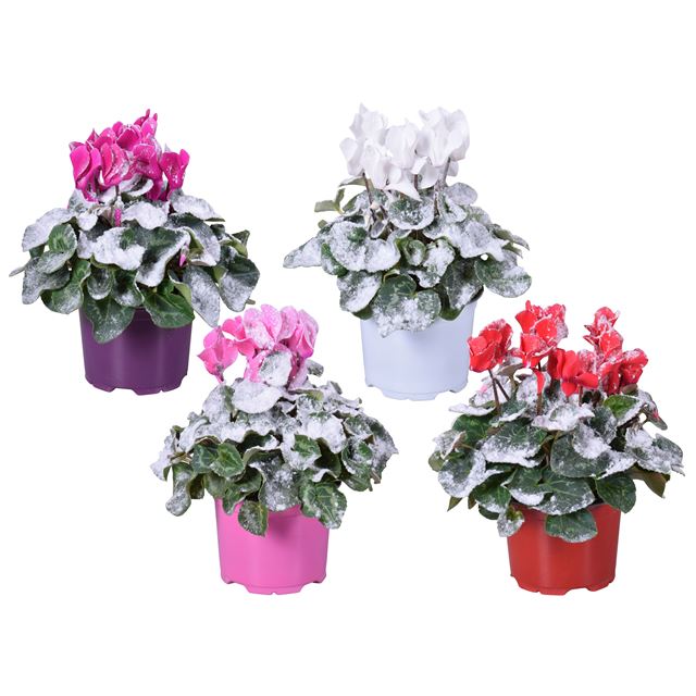 Picture of CYCLAMEN + SNOW IN COLOUR CODED POT