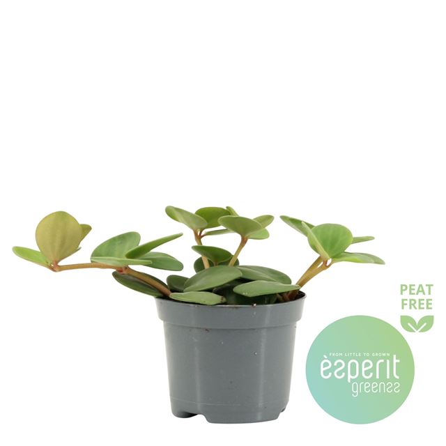 Picture of PEPEROMIA HOPE