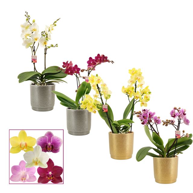 Picture of PHALAENOPSIS MULTIFL 02-STEM MIX IN GABRIËL (DECO)