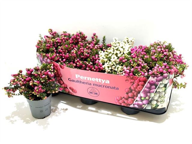 Picture of GAULTHERIA MUCRONATA (PERNETTIA) MIX