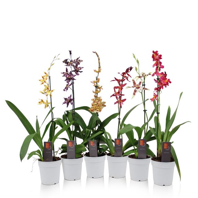 Picture of CAMBRIA 01-STEM MIX