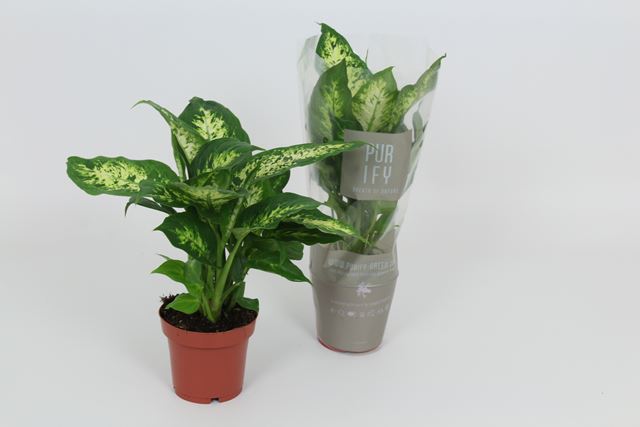 Picture of DIEFFENBACHIA COMPACTA