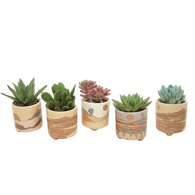 Picture of SUCCULENT MIX IN PALM MAR CERAMIC