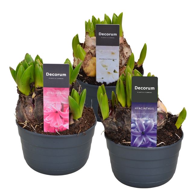 Picture of HYACINTHUS MULTIFLORA MIX