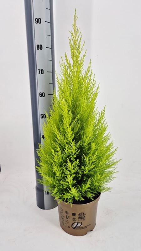 Picture of CUPRESSUS MACROCARPA GOLD CREST WILMA