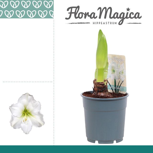 Picture of HIPPEASTRUM 01-FL ARCTIC WHITE 