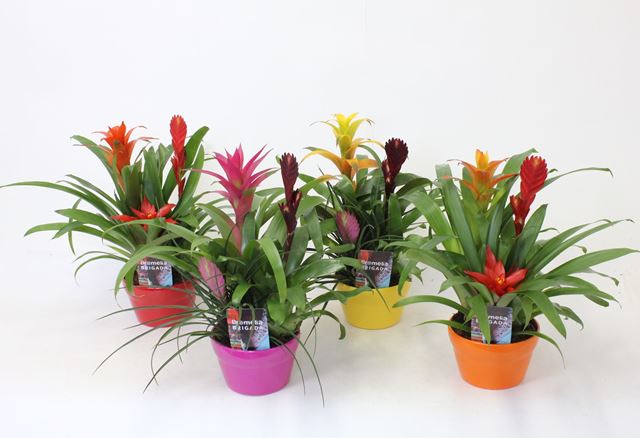 Picture of Bromelia 03pp in ceramic bowl