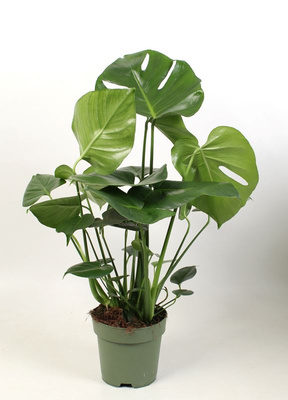 Picture of MONSTERA DELICIOSA