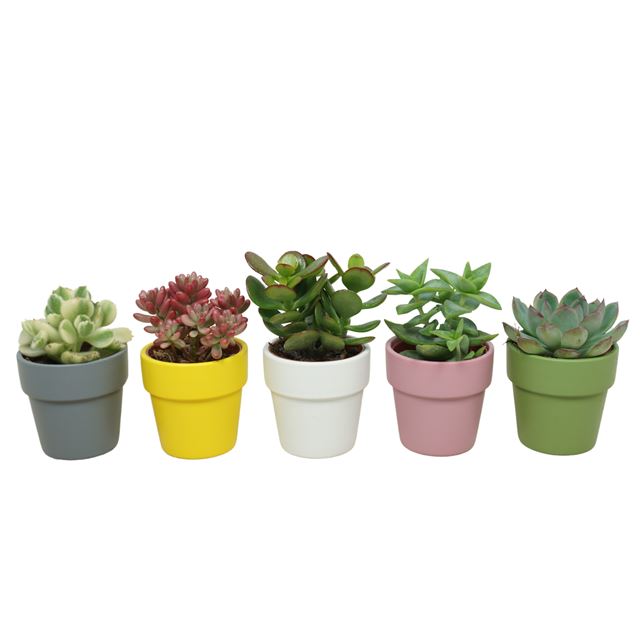 Picture of SUCCULENT MIX IN PASTEL CERAMIC