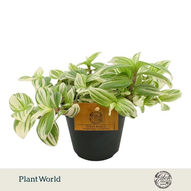Picture of Tradescantia fluminensis brightness