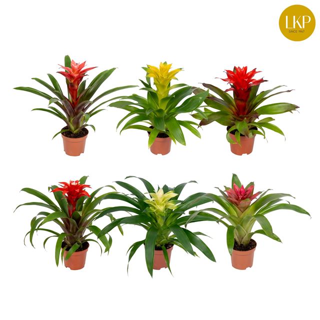 Picture of GUZMANIA COMPACT MIX