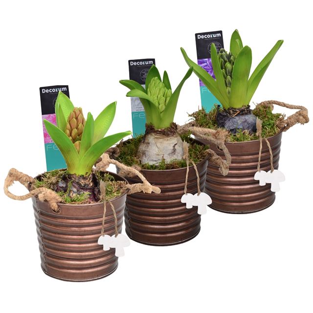 Picture of HYACINTHUS 01BULB  ZINC COPPER BUCKET