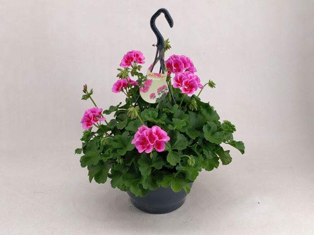 Picture of Pelargonium marcada pink/purple in hanging basket