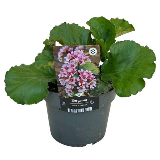 Picture of Bergenia ripple effect