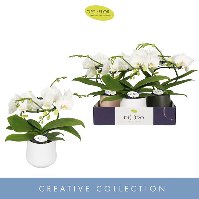 Picture of PHALAENOPSIS 02-STEM DIORO PRESTIGE IN CERAMIC