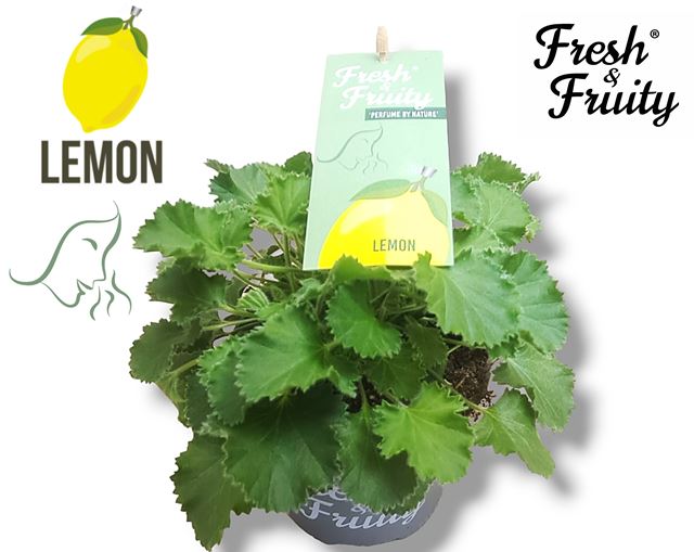 Picture of Pelargonium freshandfruit lemon fresh