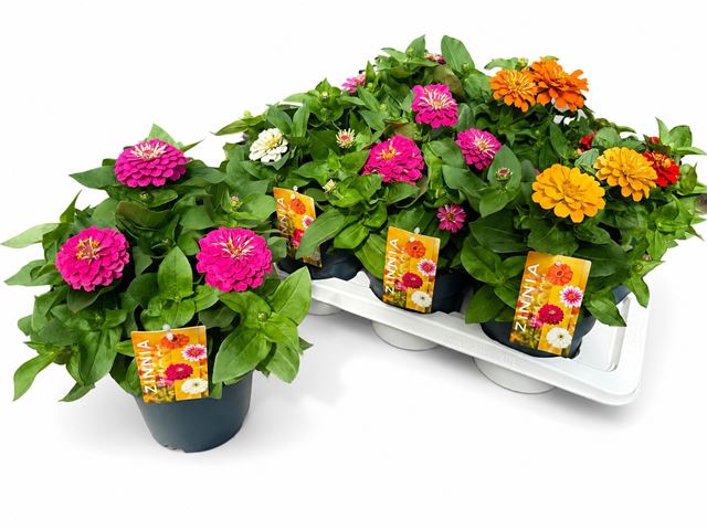 Picture of Zinnia marylandica xl