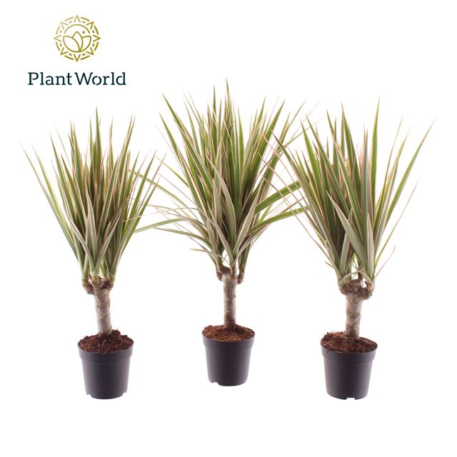 Picture of DRACAENA MARGINATA BICOLOR ON STEM