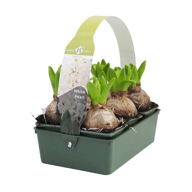 Picture of HYACINTHUS 01BULB WHITE 06-PACK