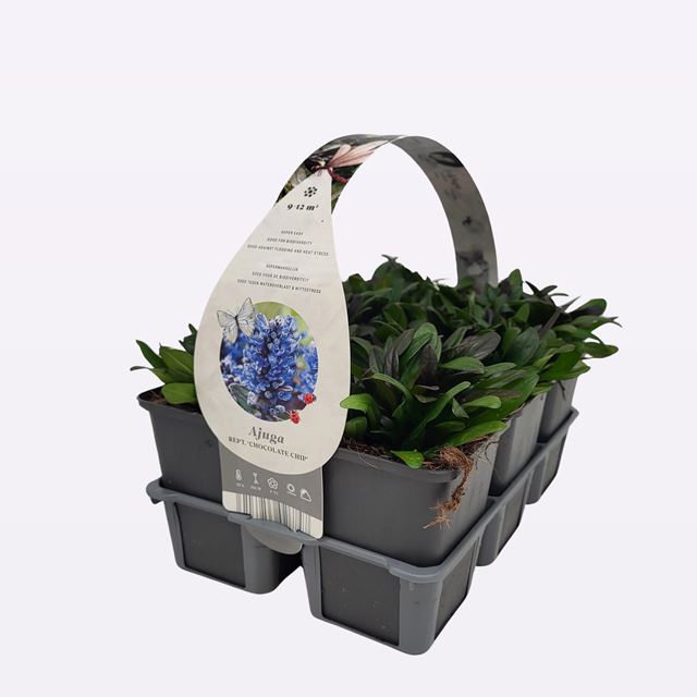 Picture of AJUGA REPTANS CHOCOLATE CHIPS 06-PACK