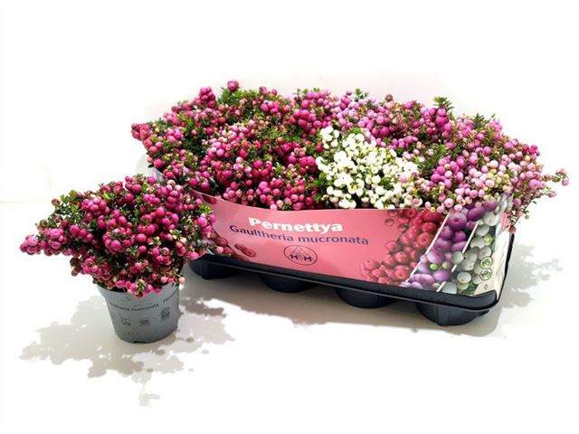 Picture of GAULTHERIA MUCRONATA (PERNETTIA) MIX