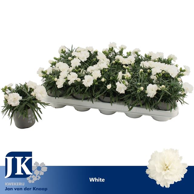 Picture of Dianthus caryophyllus white