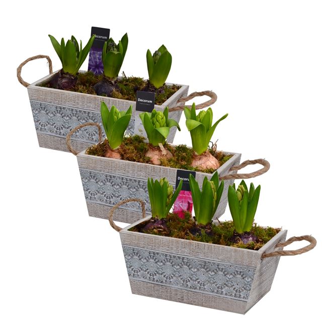 Picture of HYACINTHUS 03BULBS WOODEN WINDOWBOX