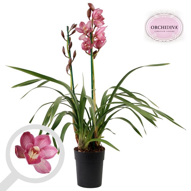 Picture of CYMBIDIUM 02-STEM PINK
