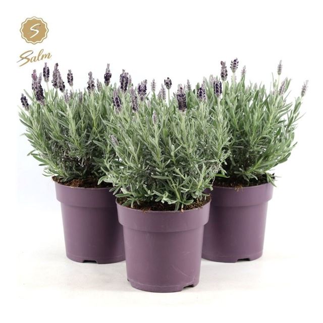 Picture of Lavandula stoechas silver anouk