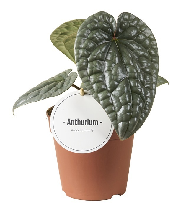 Picture of Anthurium luxurians
