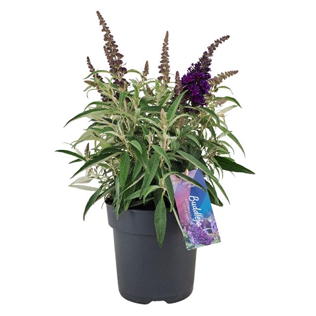 Picture of Buddleja candy little purple