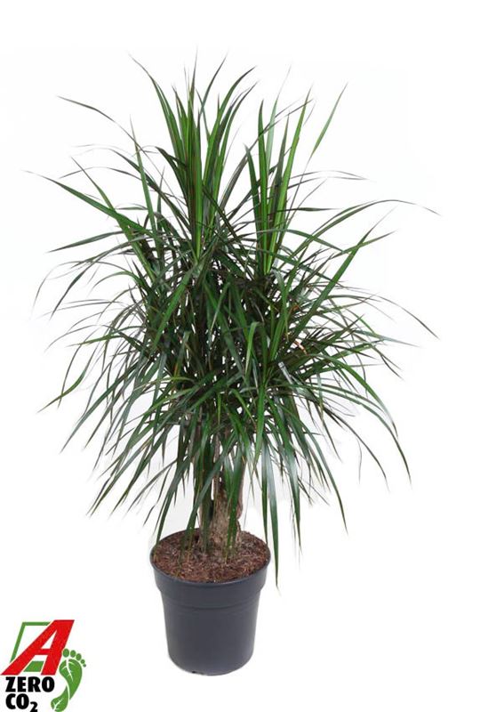 Picture of Dracaena marginata branched