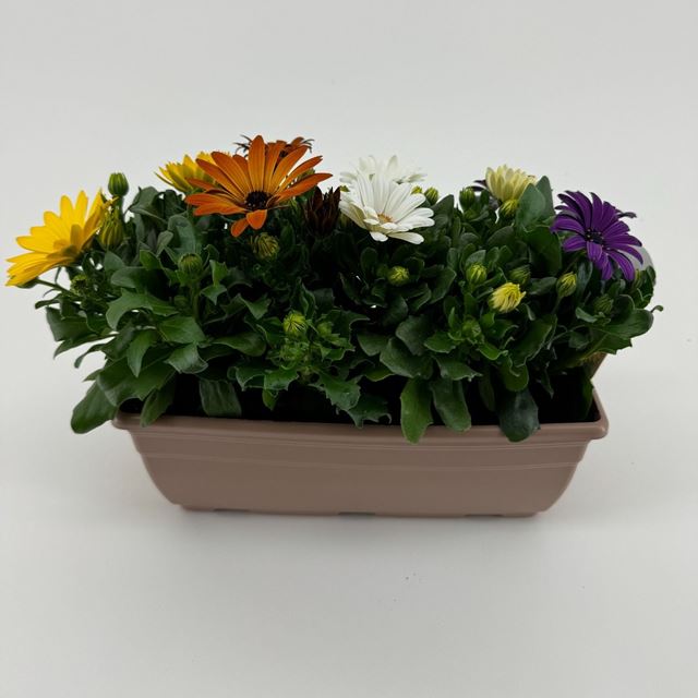 Picture of Osteospermum 'margarita' quattro windowbox