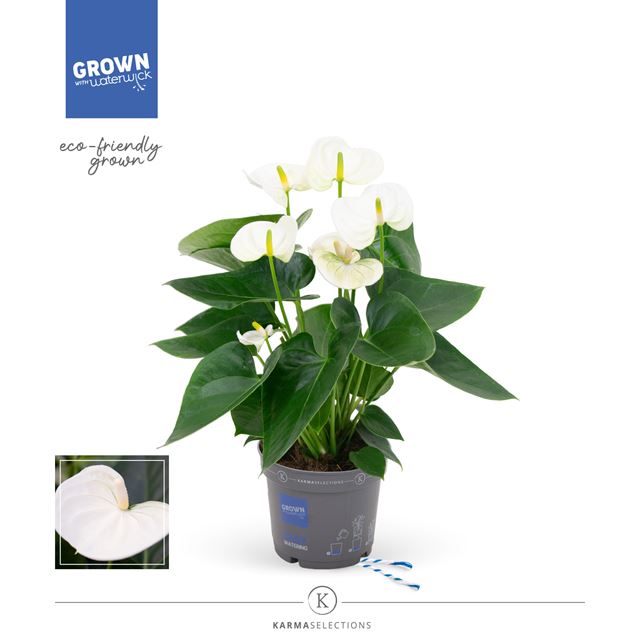 Picture of ANTHURIUM ANDREANUM GRANDI FLORA WHITE