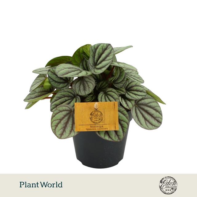 Picture of Peperomia albovittata mystique