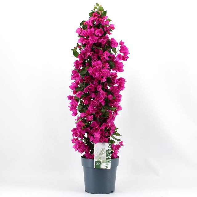 Picture of Bougainvillea sanderiana pyramid purple